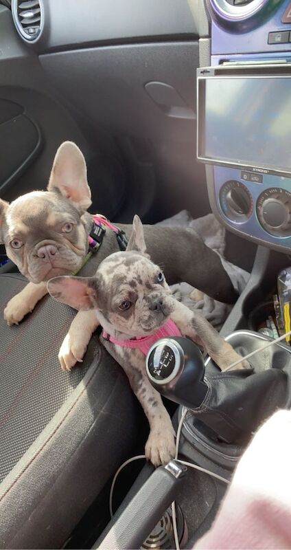 3 french bulldogs need rehoming asap. for sale in Pontnewynydd, Torfaen