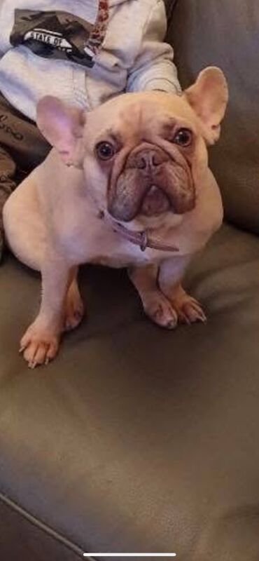 3 french bulldogs need rehoming asap. for sale in Pontnewynydd, Torfaen - Image 2