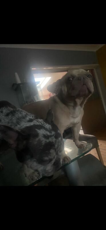 3 french bulldogs need rehoming asap. for sale in Pontnewynydd, Torfaen - Image 3