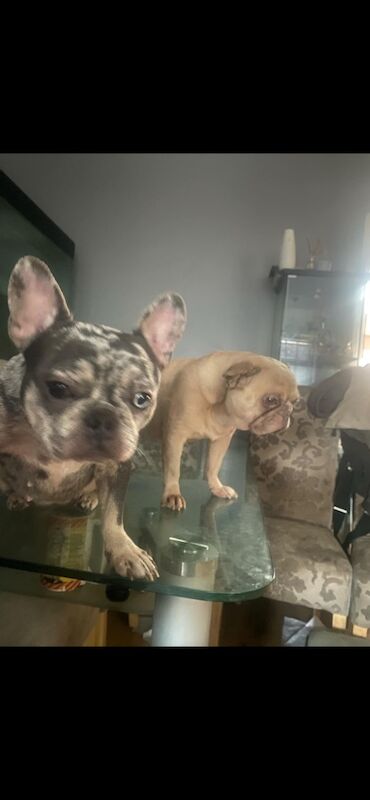 3 french bulldogs need rehoming asap. for sale in Pontnewynydd, Torfaen - Image 5