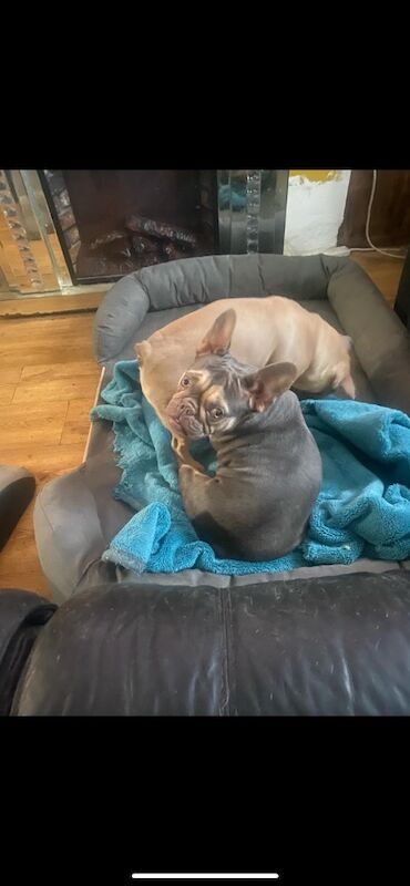 3 french bulldogs need rehoming asap. for sale in Pontnewynydd, Torfaen - Image 6