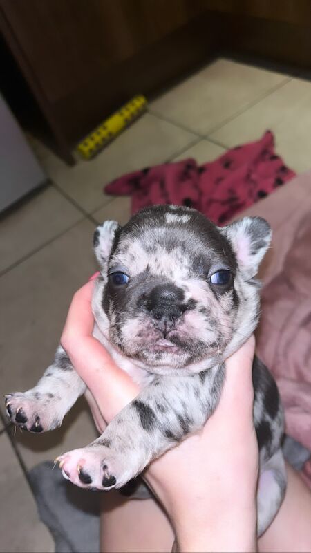 Price of a blue merle bulldog hotsell