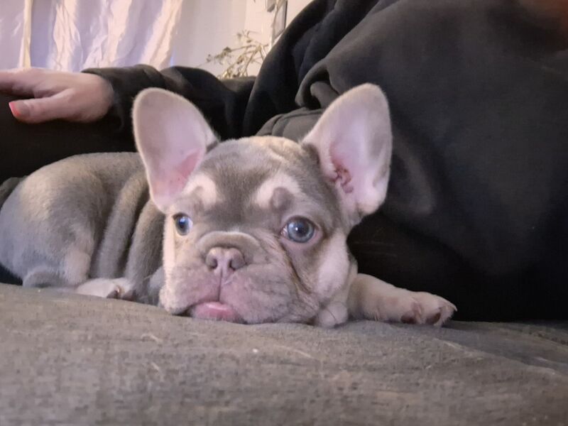 3 stunning French bulldogs for sale in Fulledge, Lancashire