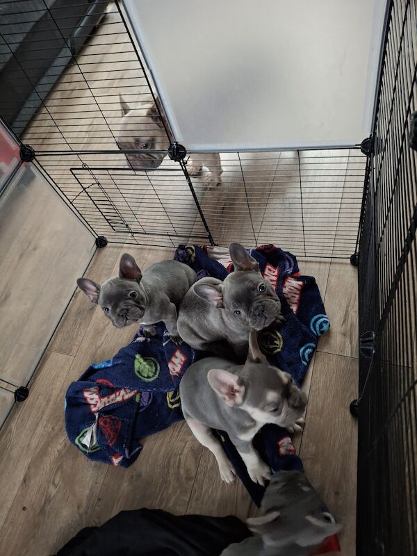 3 stunning French bulldogs for sale in Fulledge, Lancashire - Image 2