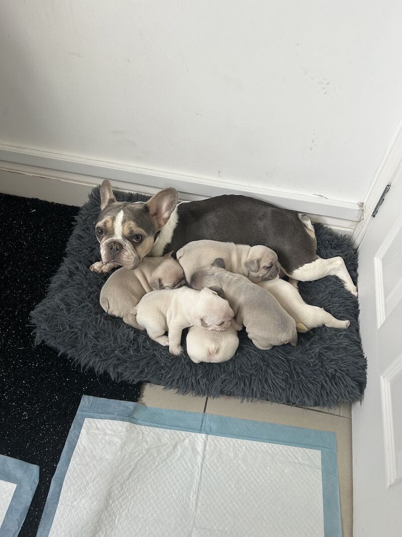 2 x boys left full bread KC registered French Bulldogs for sale in Newtownabbey - Image 2