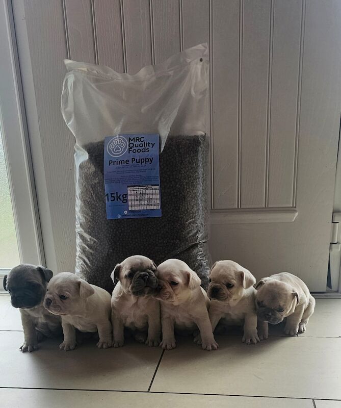 2 x boys left full bread KC registered French Bulldogs for sale in Newtownabbey - Image 3