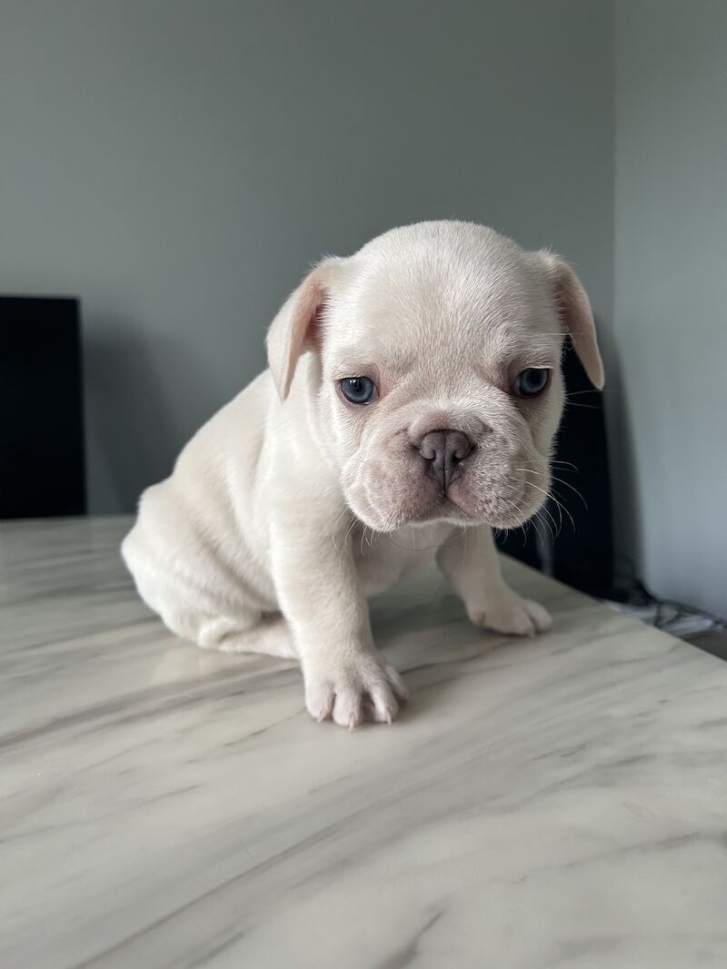 2 x boys left full bread KC registered French Bulldogs for sale in Newtownabbey