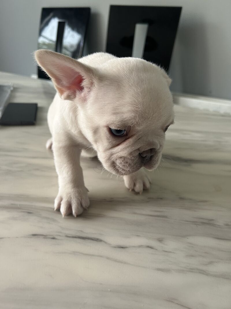 2 x boys left full bread KC registered French Bulldogs for sale in Newtownabbey - Image 5