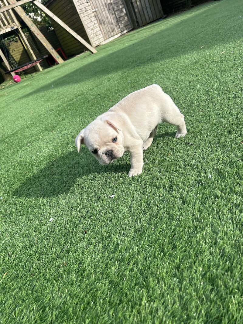 2 x boys left full bread KC registered French Bulldogs for sale in Newtownabbey - Image 6