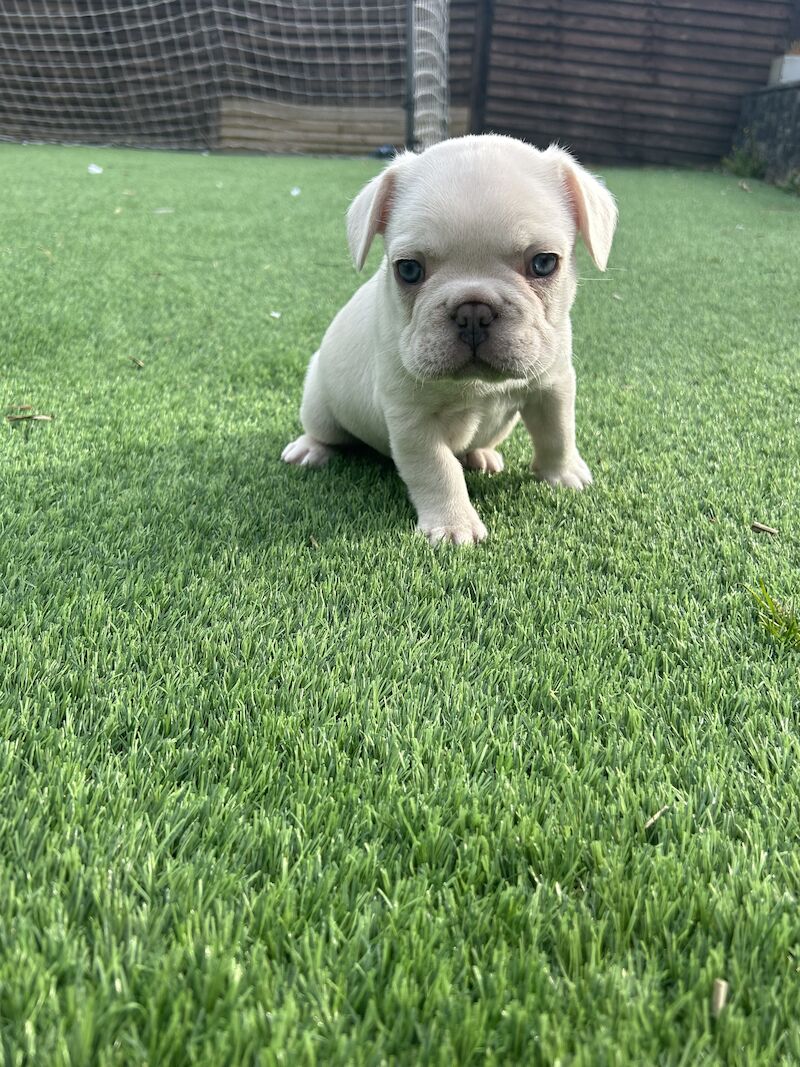 2 x boys left full bread KC registered French Bulldogs for sale in Newtownabbey - Image 7