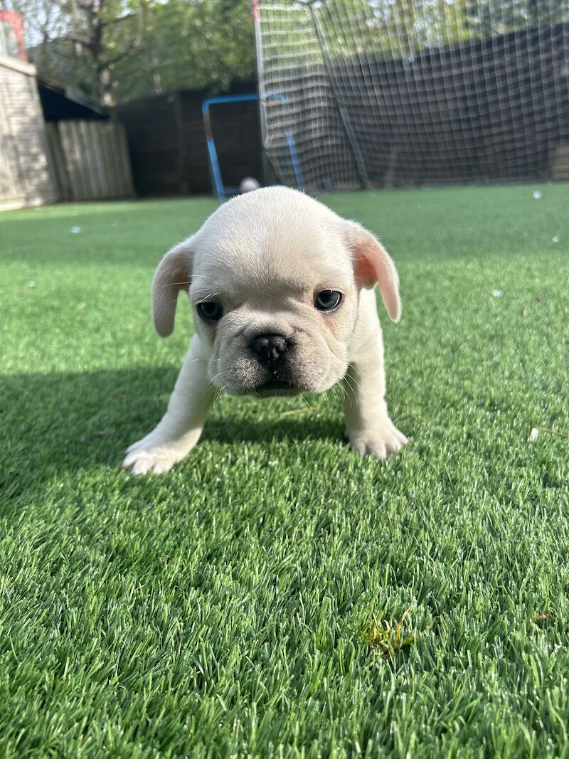 2 x boys left full bread KC registered French Bulldogs for sale in Newtownabbey - Image 8