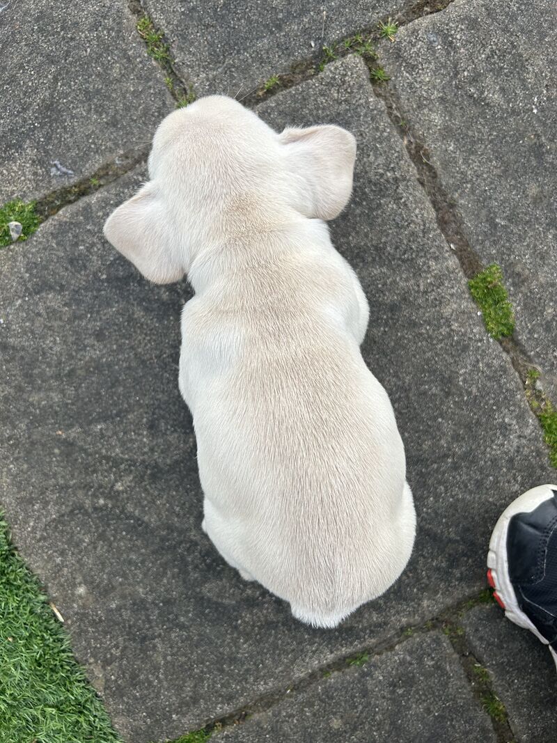 2 x boys left full bread KC registered French Bulldogs for sale in Newtownabbey - Image 9