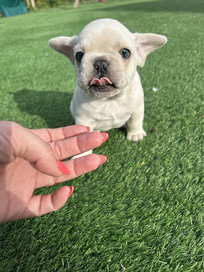 2 x boys left full bread KC registered French Bulldogs for sale in Newtownabbey - Image 10