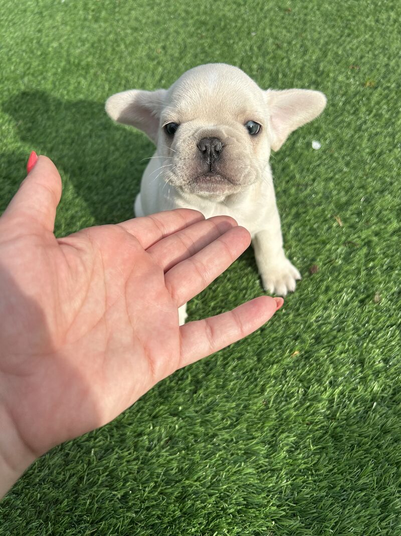 2 x boys left full bread KC registered French Bulldogs for sale in Newtownabbey - Image 11