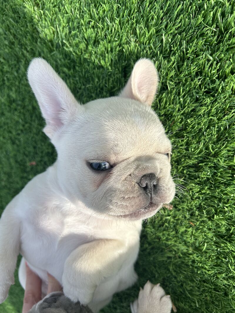 2 x boys left full bread KC registered French Bulldogs for sale in Newtownabbey - Image 12