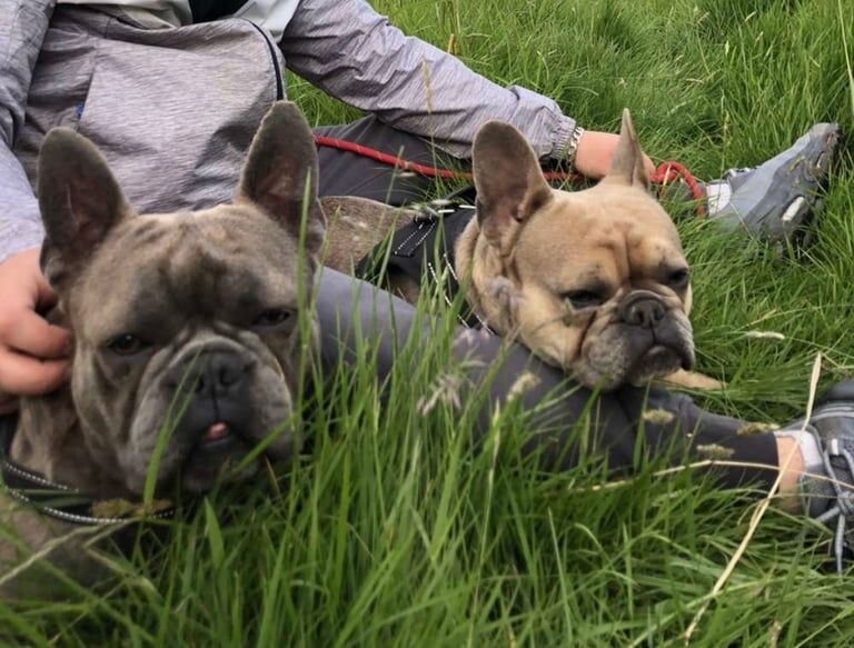 3 year old Female Frenchie 2 year old Male Frenchie for sale in Malton, North Yorkshire - Image 2