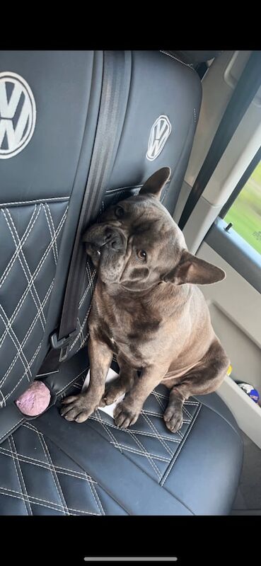 3 year old Female Frenchie 2 year old Male Frenchie for sale in Malton, North Yorkshire - Image 3