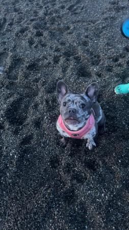 3 year old female Frenchie for sale in Telford, Shropshire