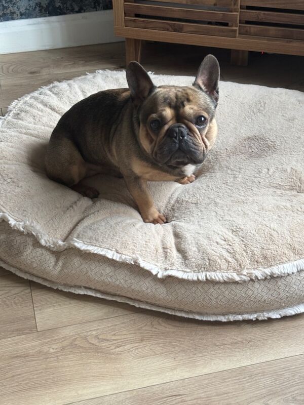 3 Year Old Frenchie for sale in Birmingham, West Midlands