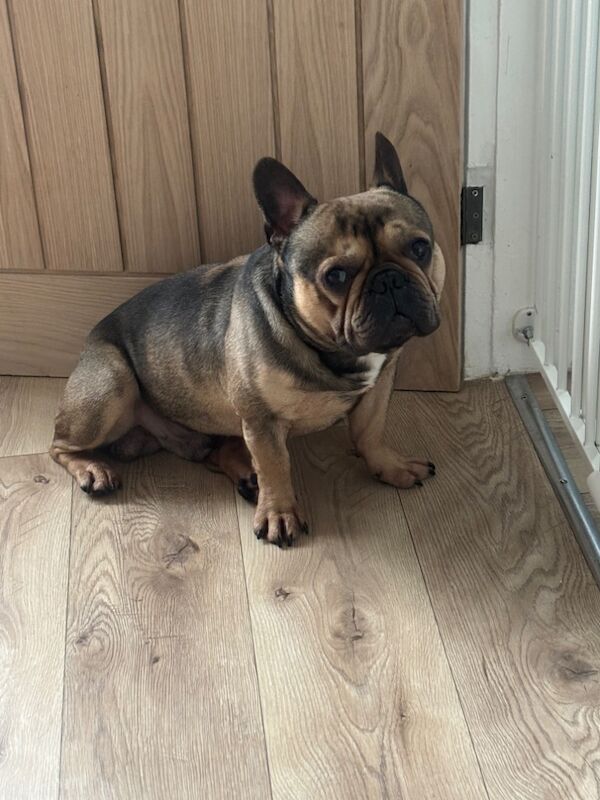 3 Year Old Frenchie for sale in Birmingham, West Midlands - Image 2