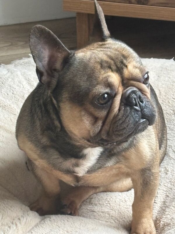 3 Year Old Frenchie for sale in Birmingham, West Midlands - Image 3