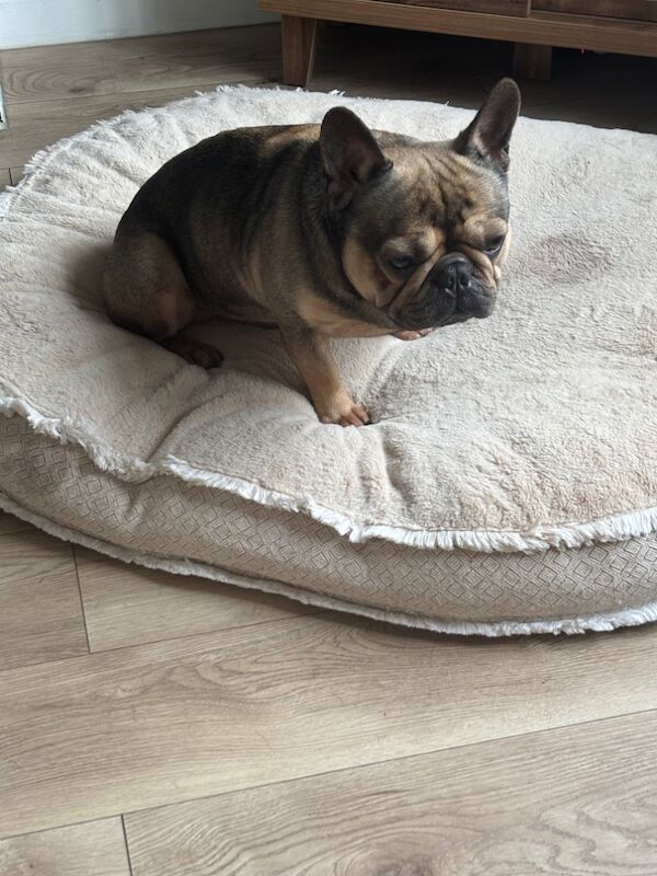 3 Year Old Frenchie for sale in Birmingham, West Midlands - Image 4