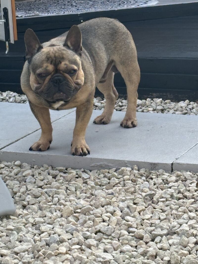 3 Year Old Reggie for sale in Birmingham, West Midlands