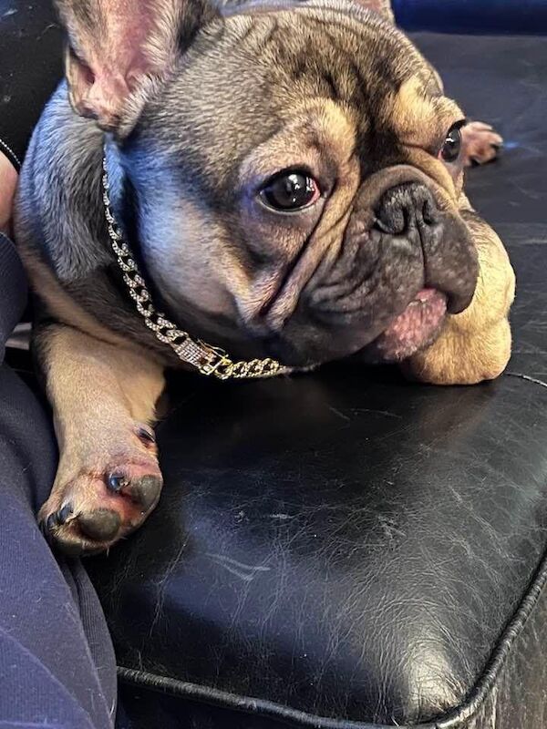 3 Year Old Reggie for sale in Birmingham, West Midlands - Image 2