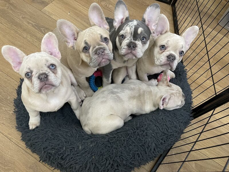 4 FLUFFY CARRYING FRENCH BULL DOGS FOR SALE! for sale in London
