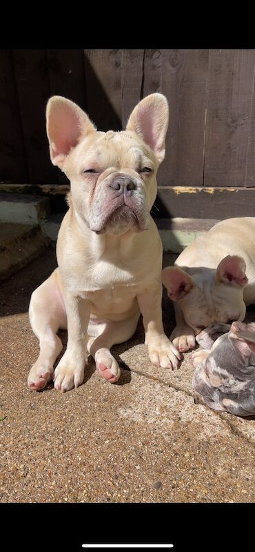 4 FLUFFY CARRYING FRENCH BULL DOGS FOR SALE! for sale in London - Image 2