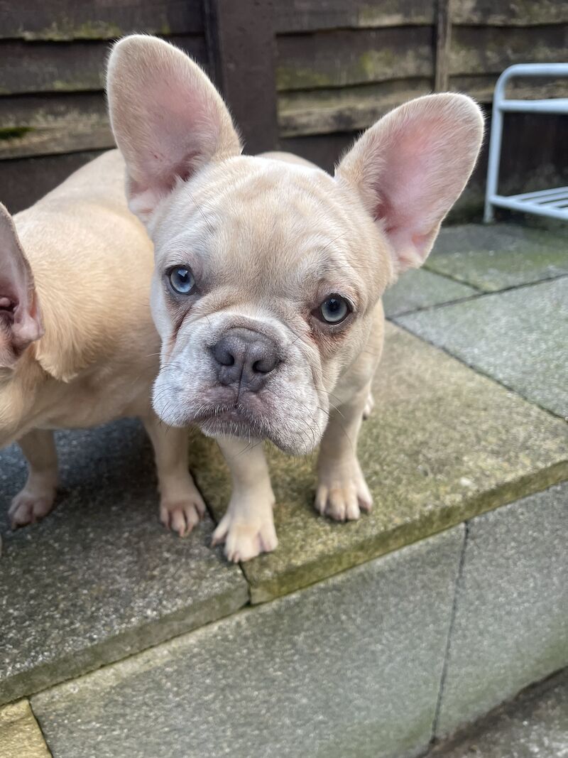 4 FLUFFY CARRYING FRENCH BULL DOGS FOR SALE! for sale in London - Image 3