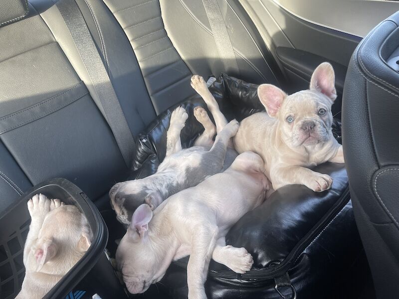 4 FLUFFY CARRYING FRENCH BULL DOGS FOR SALE! for sale in London - Image 5