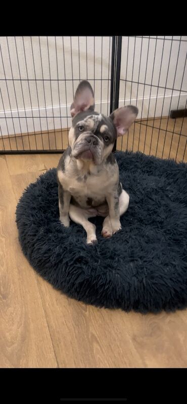 4 FLUFFY CARRYING FRENCH BULL DOGS FOR SALE! for sale in London - Image 6