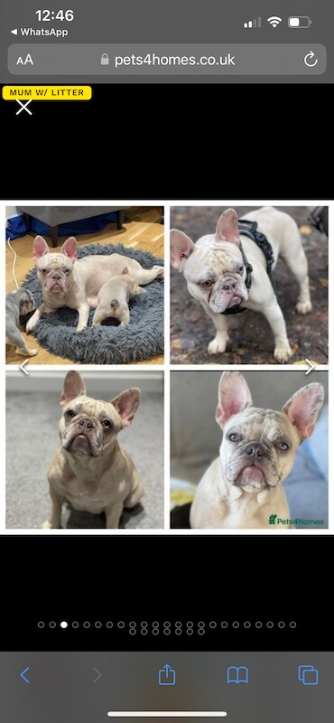 4 FLUFFY CARRYING FRENCH BULL DOGS FOR SALE! for sale in London - Image 10