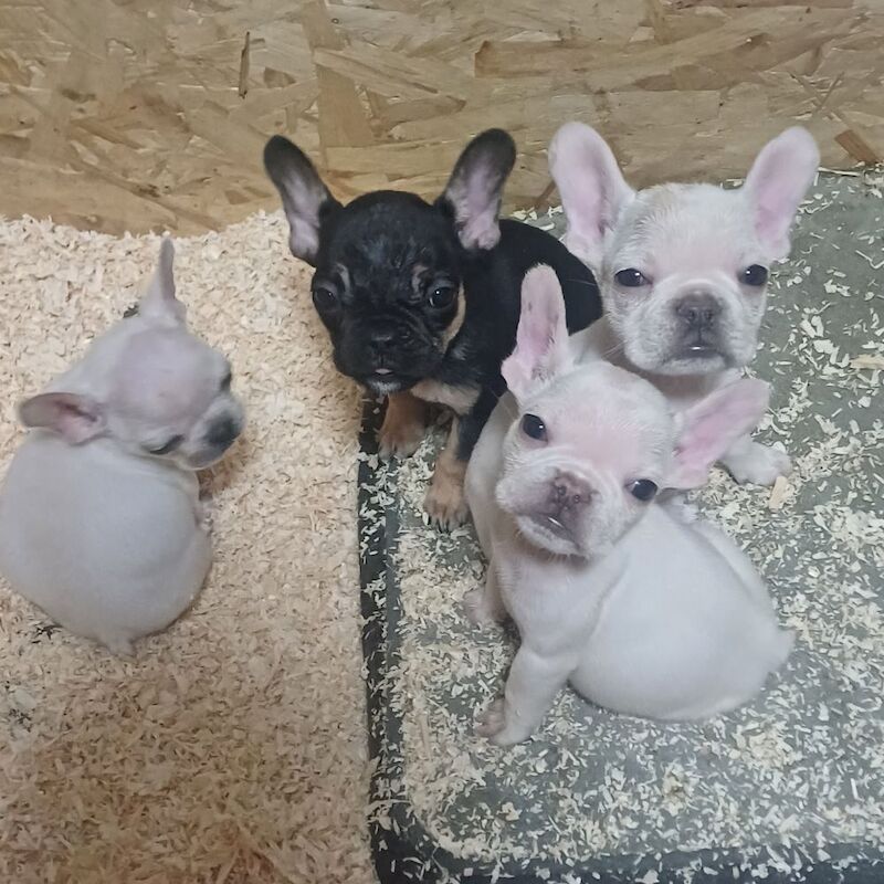 3 french bulldog puppies for sale in Whaplode, Lincolnshire