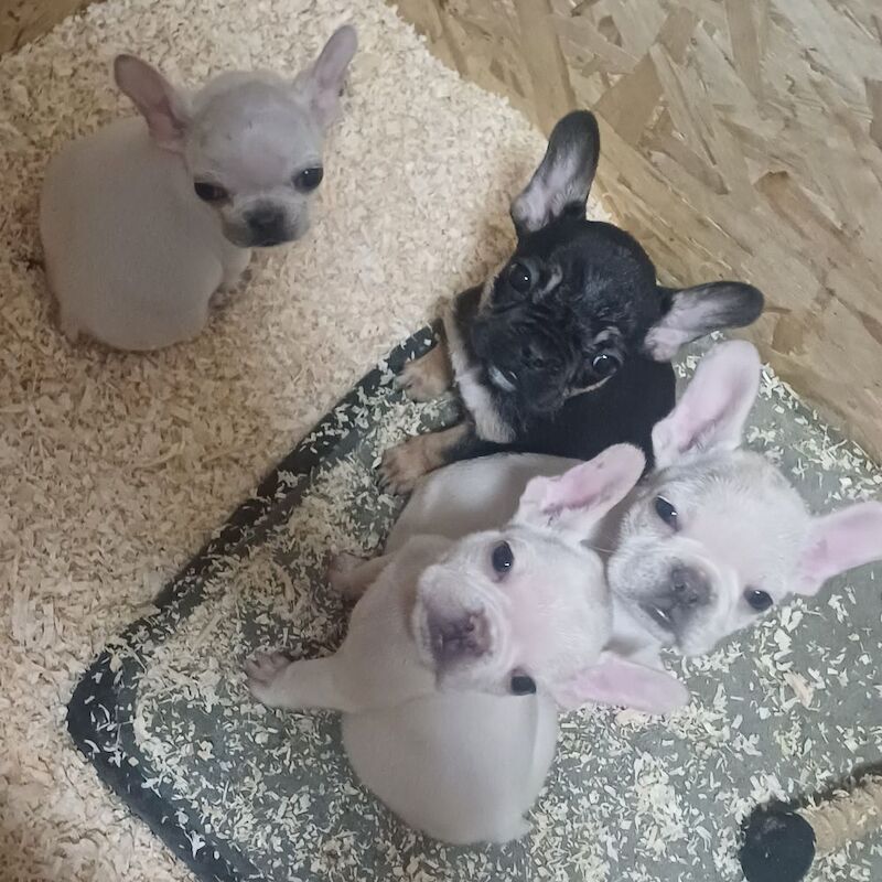 3 french bulldog puppies for sale in Whaplode, Lincolnshire - Image 2