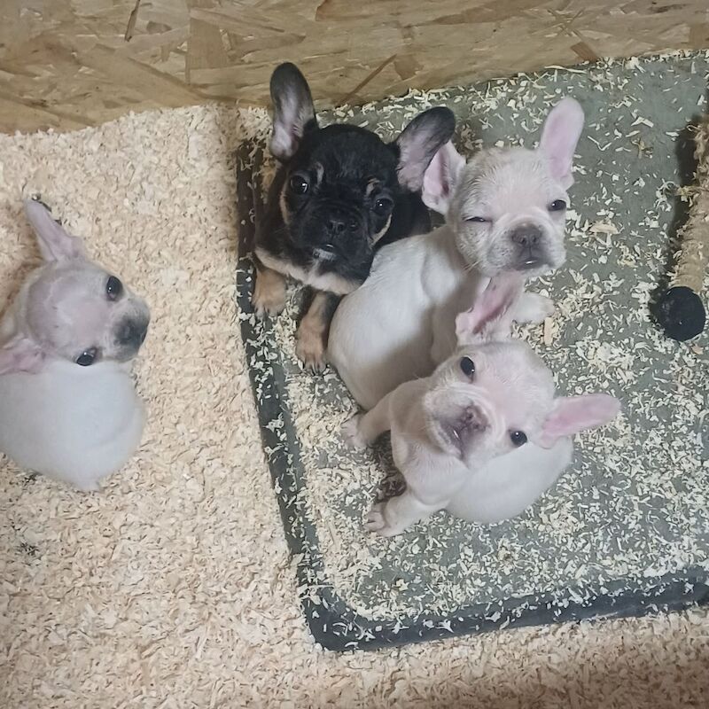 3 french bulldog puppies for sale in Whaplode, Lincolnshire - Image 3