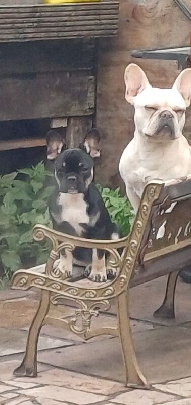 3 french bulldog puppies for sale in Whaplode, Lincolnshire - Image 4