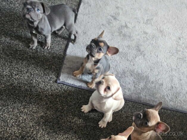 4 french bulldog girls looking for there forever home for sale in Sheffield, South Yorkshire