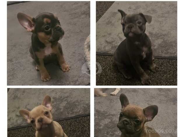 4 french bulldog girls looking for there forever home for sale in Sheffield, South Yorkshire - Image 2