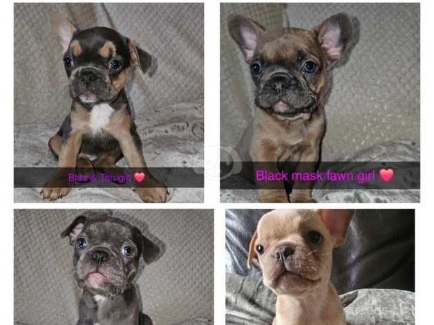 4 french bulldog girls looking for there forever home for sale in Sheffield, South Yorkshire - Image 3