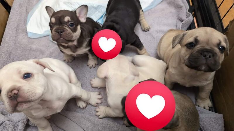 4 Frenchie puppies for sale in Cumbria