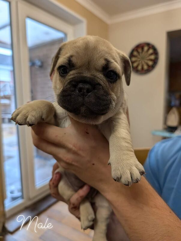 4 Frenchie puppies for sale in Cumbria - Image 2