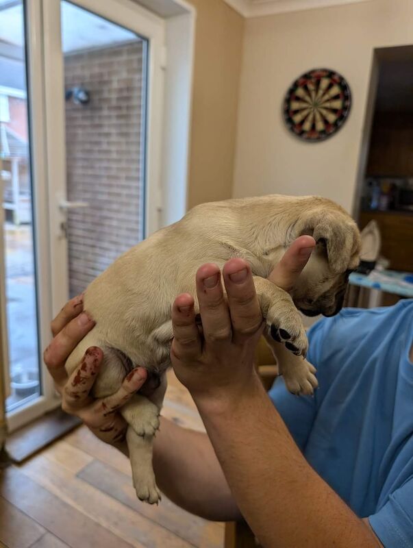 4 Frenchie puppies for sale in Cumbria - Image 3