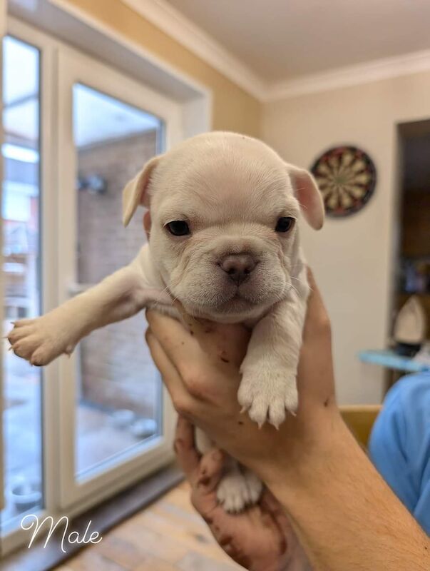 4 Frenchie puppies for sale in Cumbria - Image 4