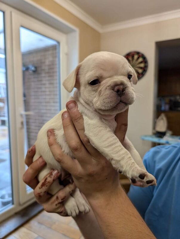 4 Frenchie puppies for sale in Cumbria - Image 5