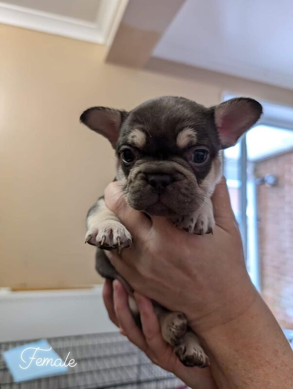 4 Frenchie puppies for sale in Cumbria - Image 8