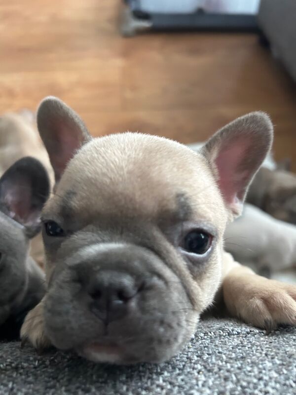 4 males and 4 females puppies for sale in Thornaby-on-Tees, North Yorkshire - Image 6