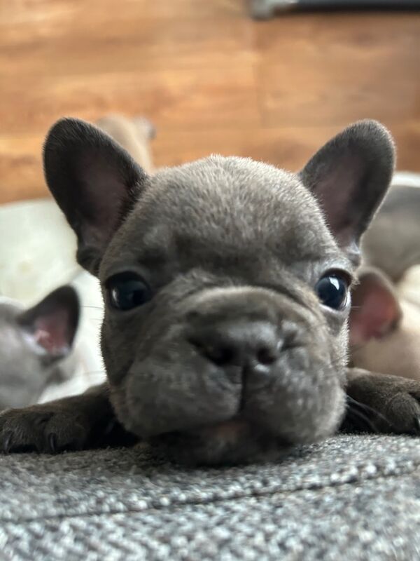 4 males and 4 females puppies for sale in Thornaby-on-Tees, North Yorkshire - Image 7