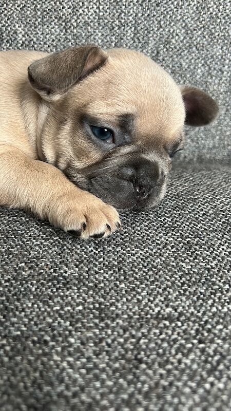 4 males and 4 females puppies for sale in Thornaby-on-Tees, North Yorkshire - Image 9